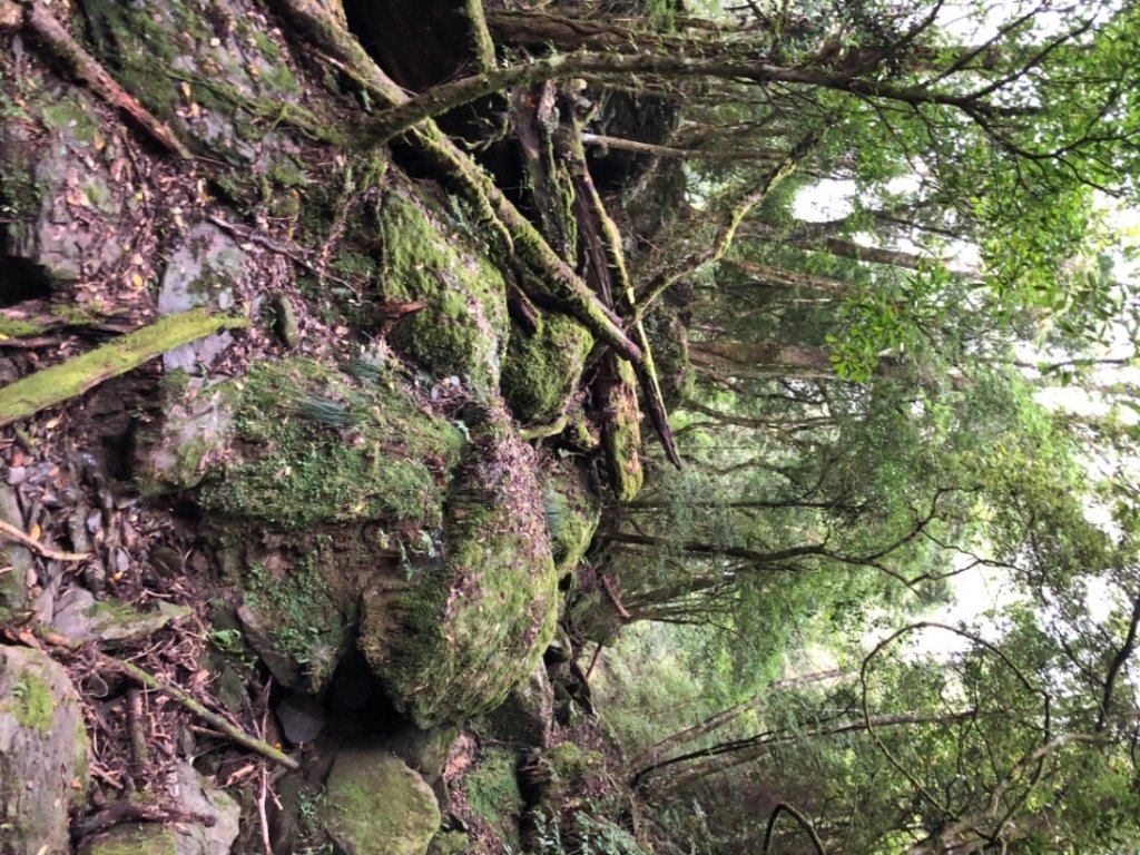 樂山鐵路林道、鹿坑山、尤命神木O走_1468129