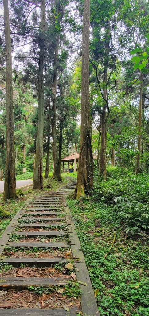 2024-05-19溪頭自然教育園區_2508027