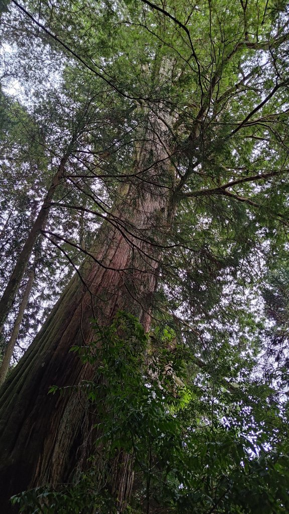 檜山巨木群_2917999