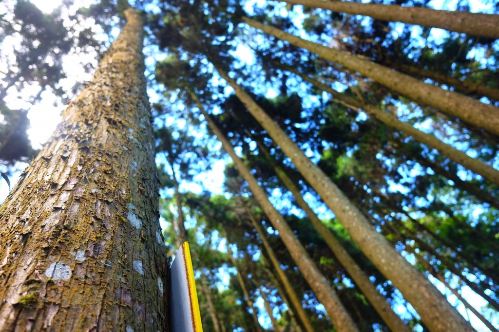 五峰天際線…比大鳥縱走_1109815