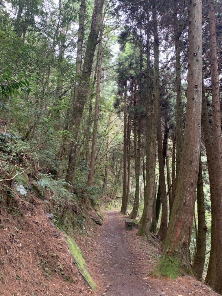 檜山巨木群步道_2324146