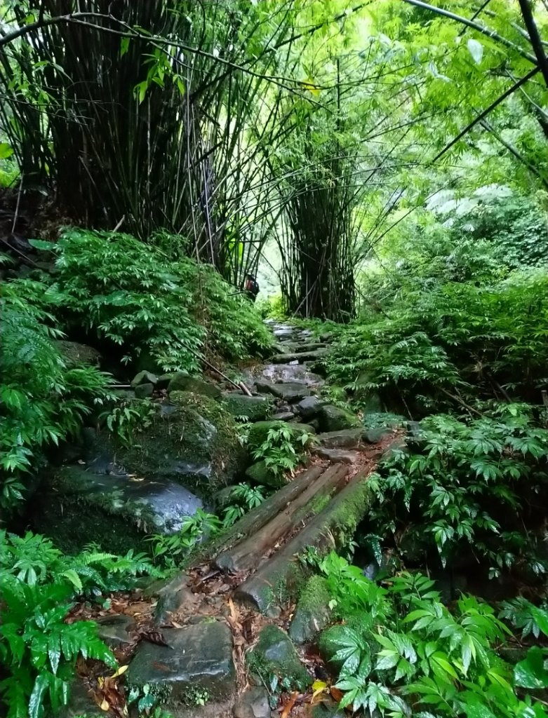 璀璨百年淡蘭古道～中坑古道、崩山坑古道、柑腳山O走_1113336