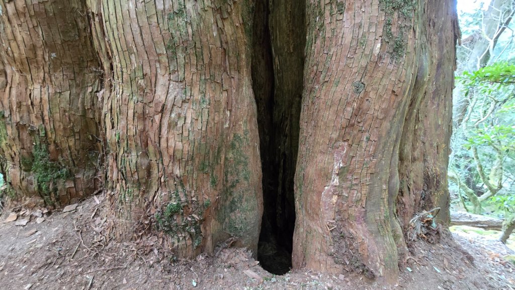 郡大神木群一日行_2440586