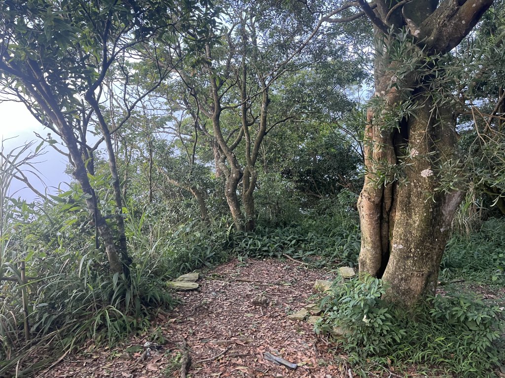 [屏步青雲 尋寶任務-01/10] 2024_0914 德文山步道(觀望山)_2597040