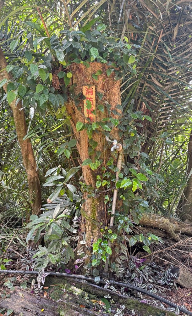 大艽芎古道縱走 新/溪州山(小百岳#23) 出溪州公園_2893944