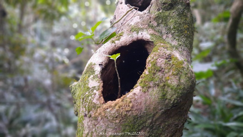 《台中》樹中有樹｜大坑步道6上7下O繞20250208封面圖