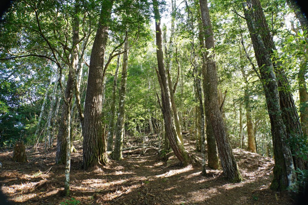 新竹 尖石 芝生毛臺山、虎禮山_2903152