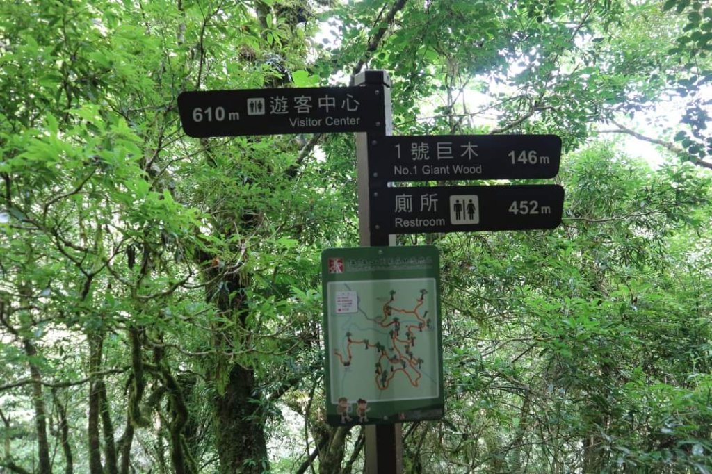 〔桃園復興〕拉拉山巨木，史詩級魔幻森林，75公頃紅檜 扁柏森林浴_2236961