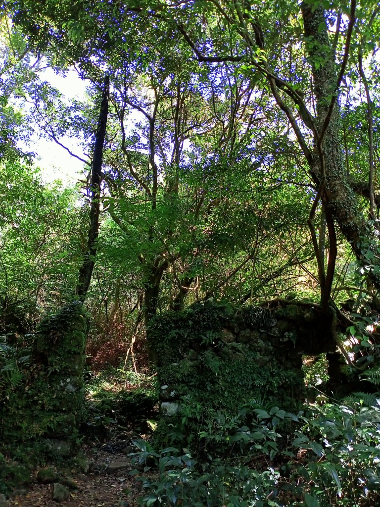 《迷幻森林的內寮古道、飽覽四方的竹篙山、青翠草原的擎天崗》_1459589