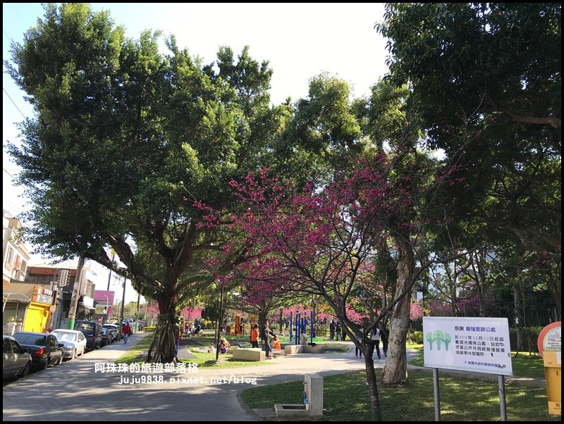桃園。中壢莒光公園八重櫻熱烈綻放中_856076