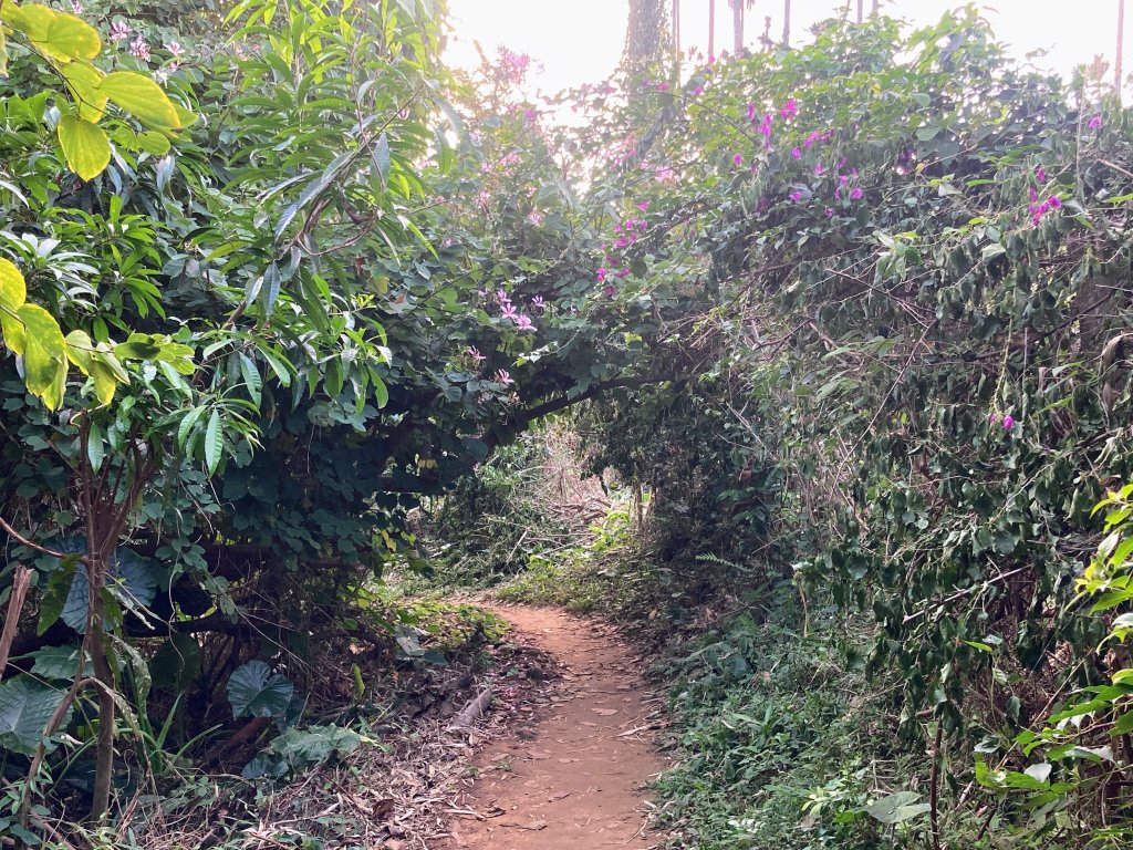 紅毛埤山(蘭潭後山步道)_2653293