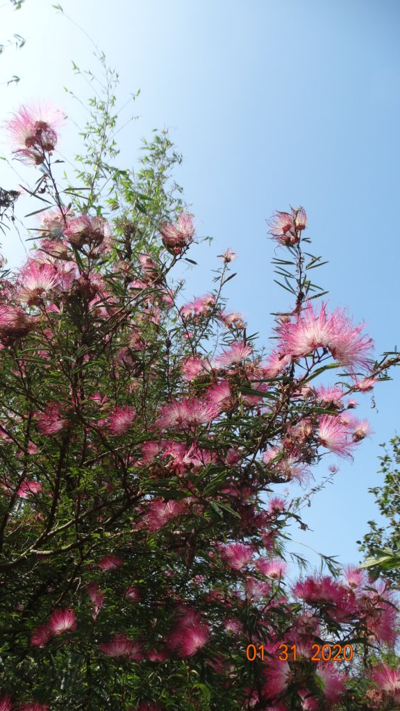 追花是簡單的快樂，賞花是恬淡的幸福3_819022