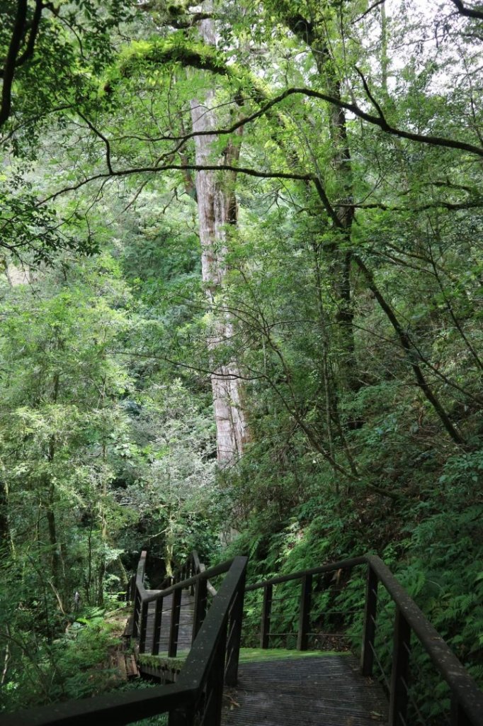 〔桃園復興〕拉拉山巨木，史詩級魔幻森林，75公頃紅檜 扁柏森林浴_2237202