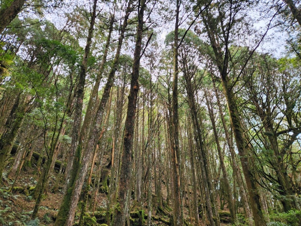 【中級山】谷關七雄八仙山_2745052
