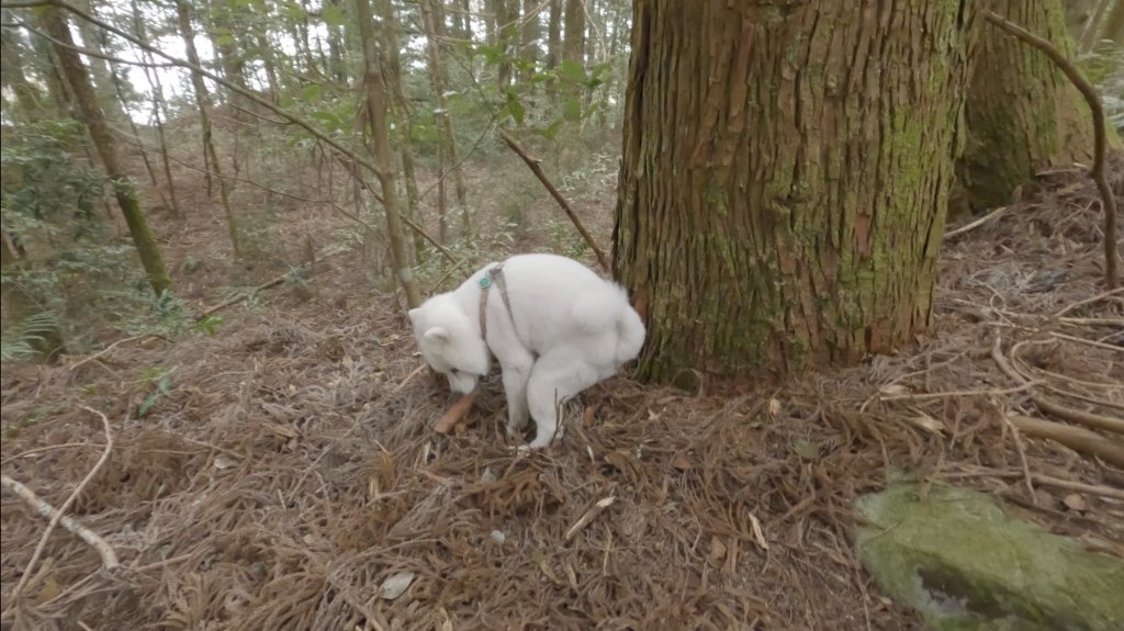 全家一起爬馬崙山順便上馬白稜線藏水 2024.3.28_2468350