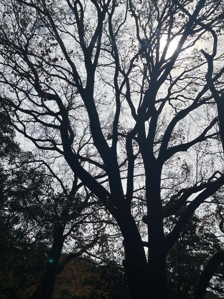 幸福五感森林癒_2694381