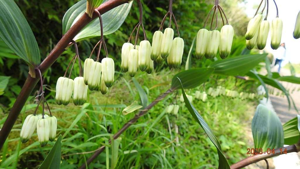 邂逅江湖傳說已久鐘萼木(據說冰河孓遺植物)，再見差強人意的月光/日出雲海_2112196