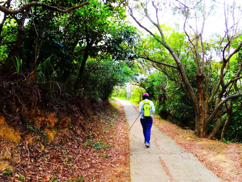 桃園五酒桶山步道_389789