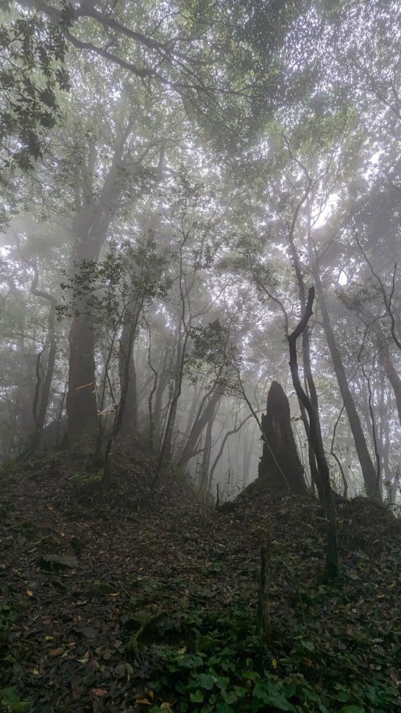 113.06.01魯壁山-東穗山之旅_2529878
