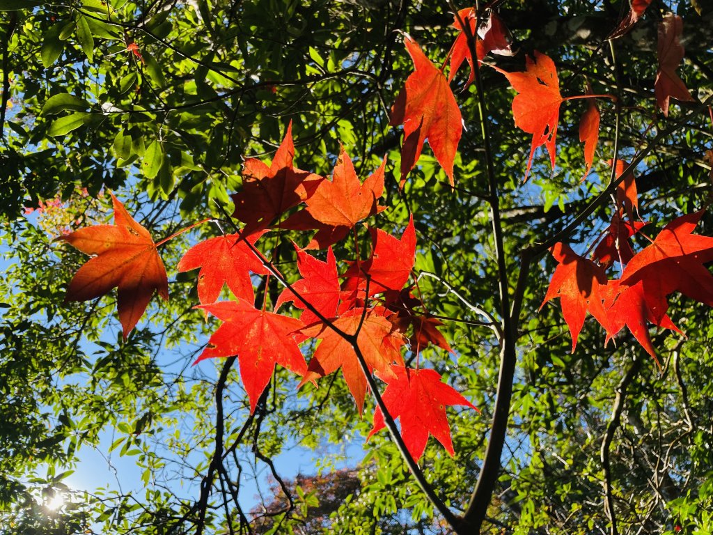 馬拉邦山-楓情萬種_1545591