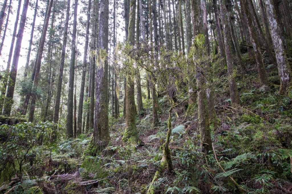 水樣森林 第一次在山裡過夜_659609