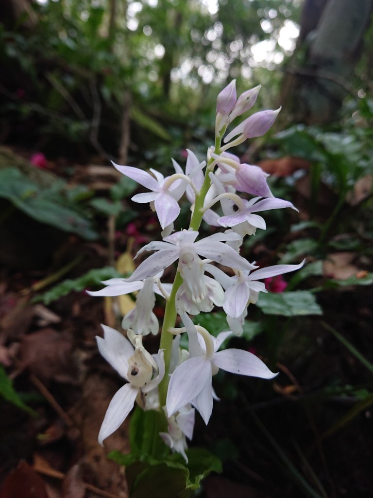 水田林道上貴妃山-鞍部石猴-那結山O型走_1307495