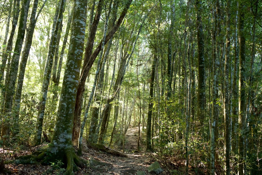 谷關七雄：八仙山_468274