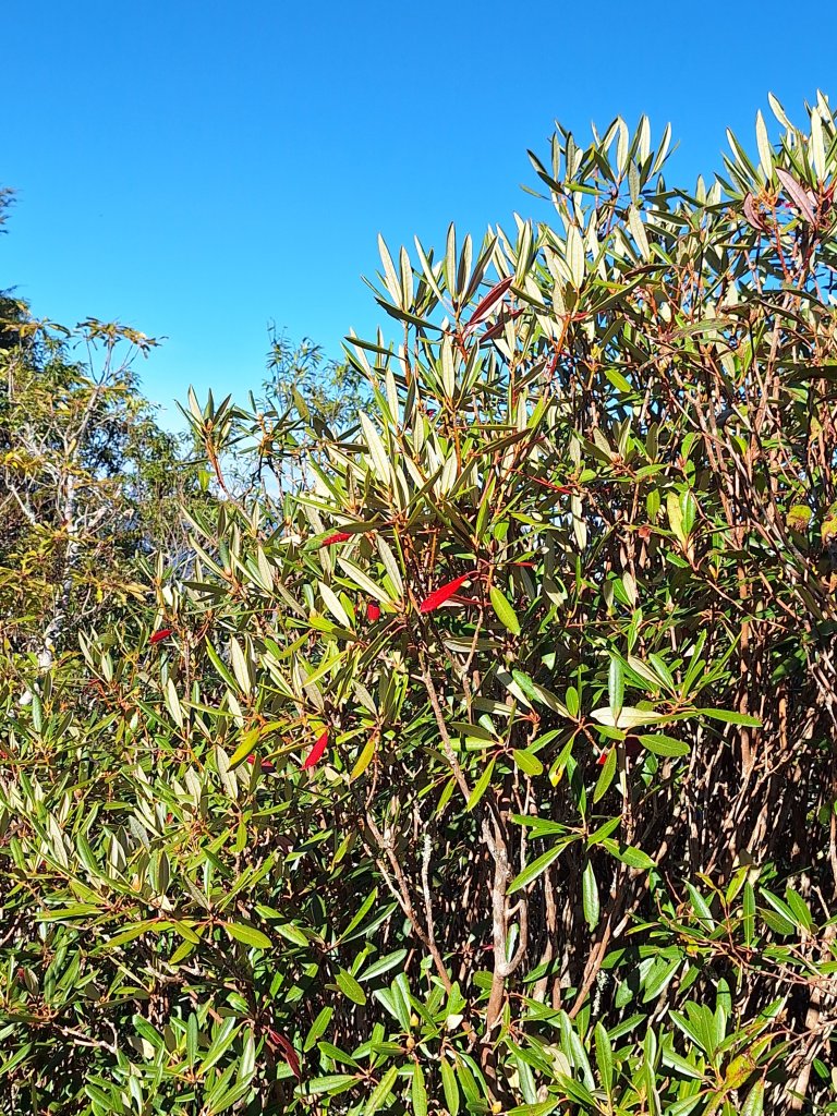 復興三尖之夫婦山+夫婦山西峰20241210_2667321