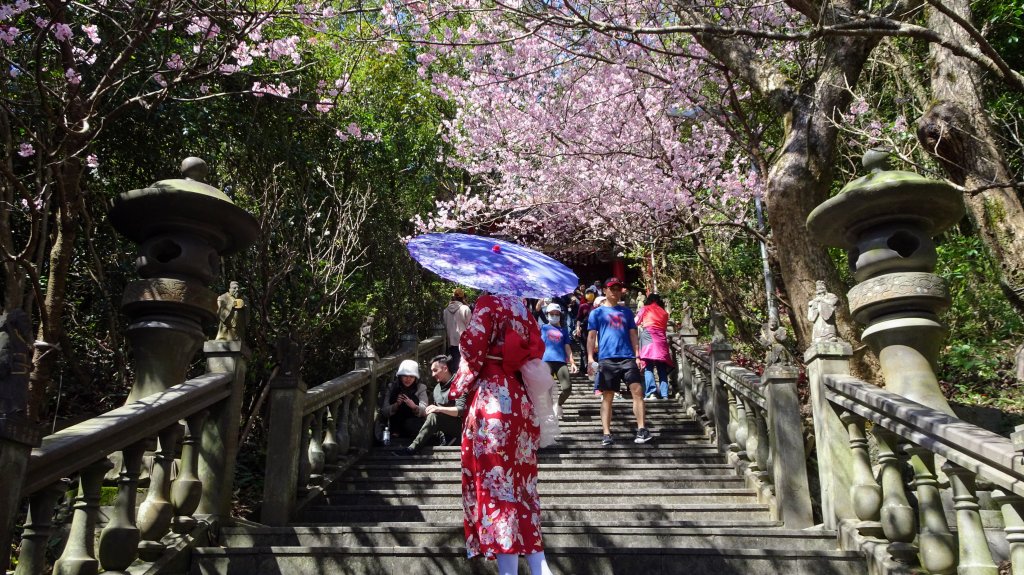 碧山巖櫻花_2035618