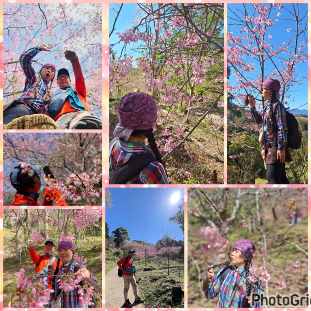 復興鄉悠然秘境櫻花🌸林野餐🧺封面圖