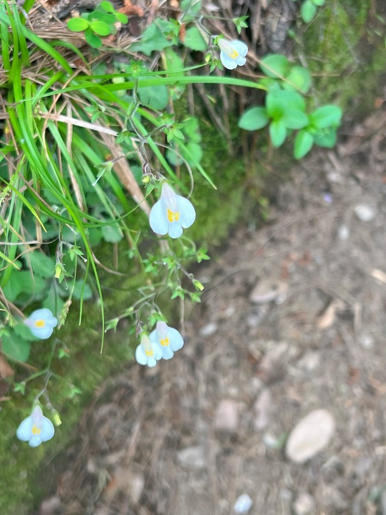 ~ 池 有 山 / 品 田 山 ~_2854051