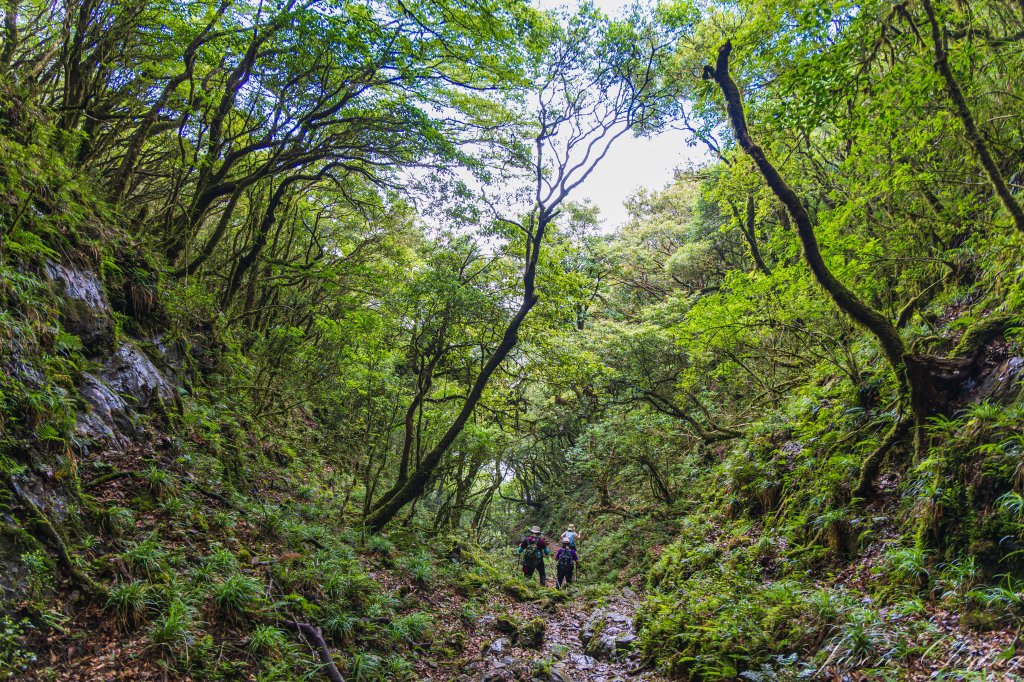 [桃園]北插天山磨練之旅_2532925