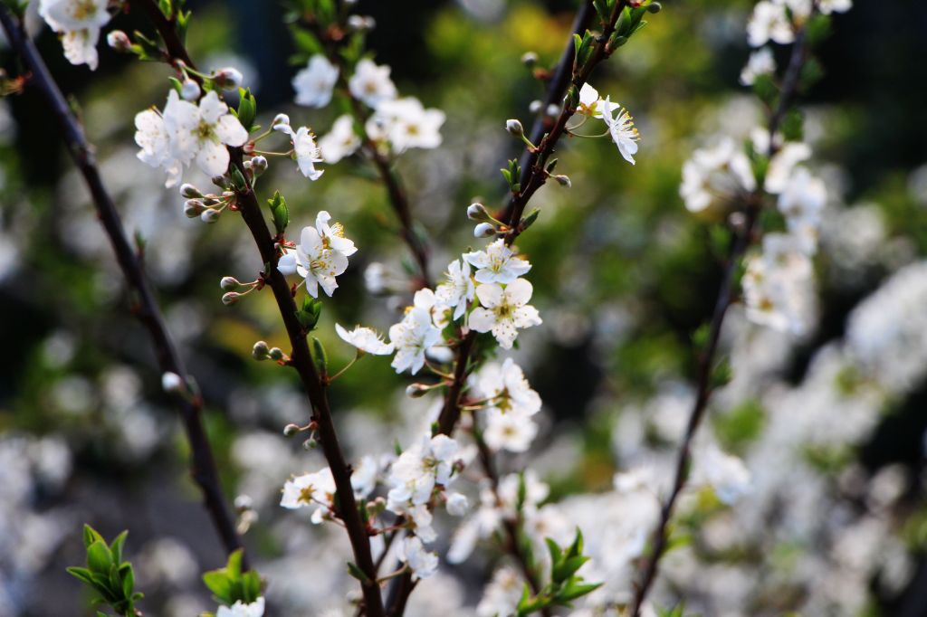 閂山、鈴鳴山 ~ 山巔雲端 , 與美麗山林_307325