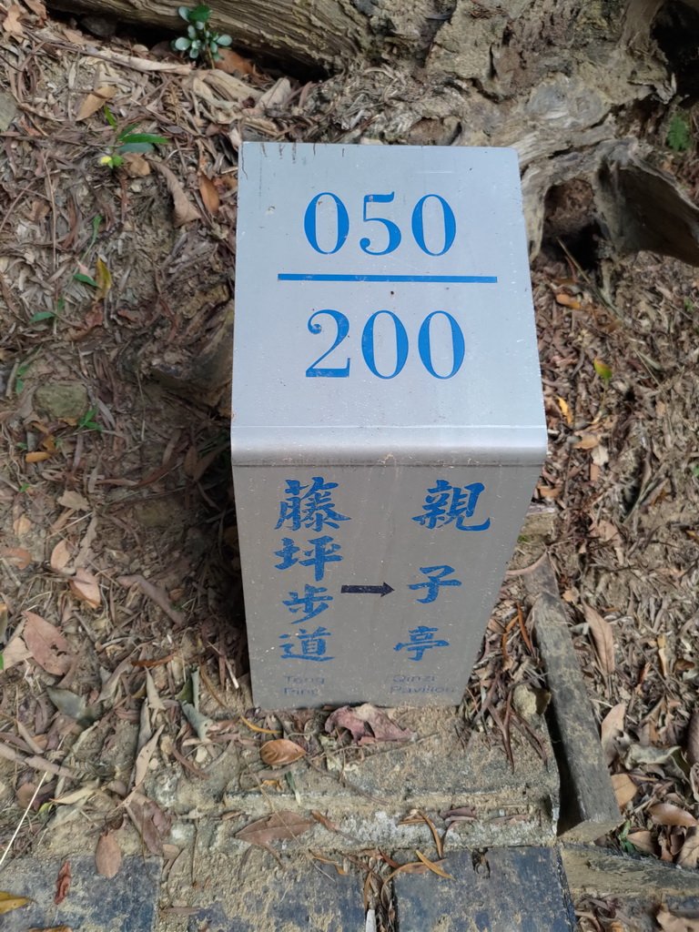 【新竹縣峨嵋鄉】藤坪步道_2833248