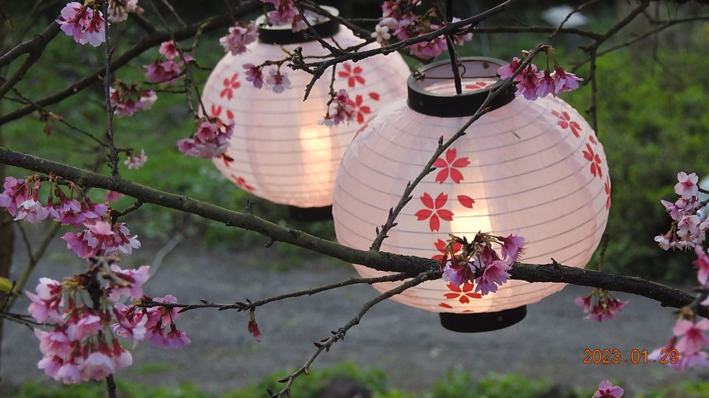 2023第一櫻 - 天元宮後山寒櫻(三色櫻)，櫻花與月亮_2010653