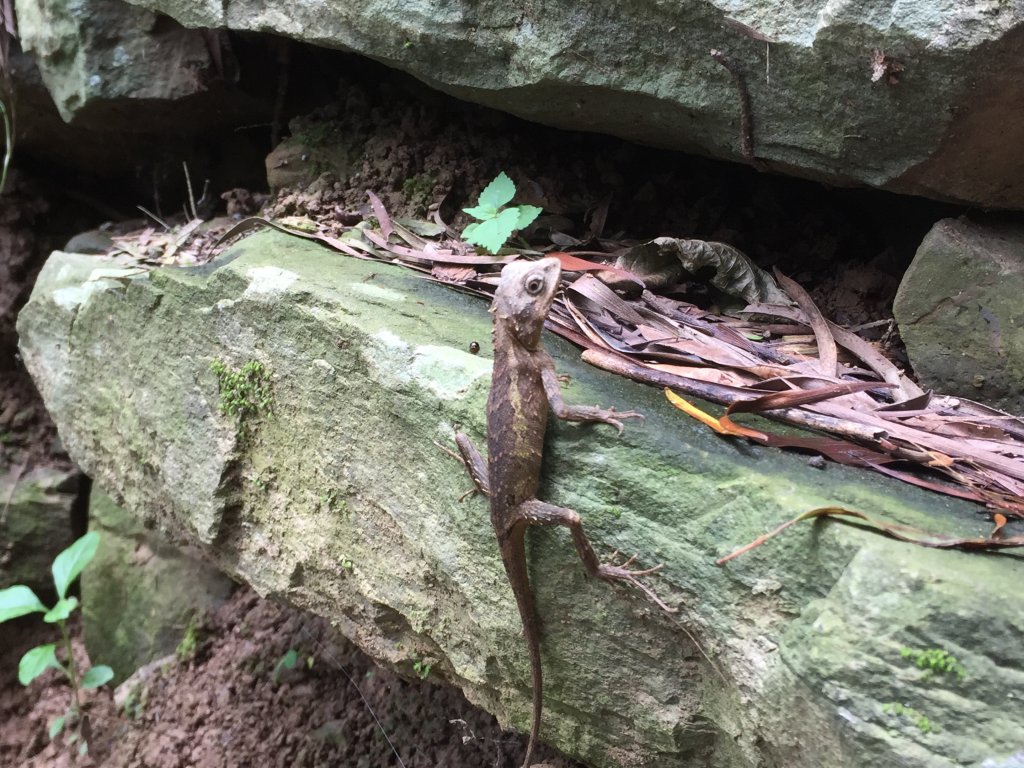 20210904屏東力里山_1453854