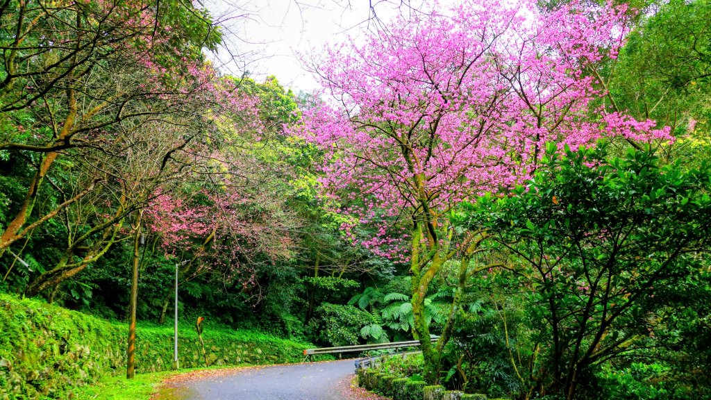 勤進路櫻花_3009715