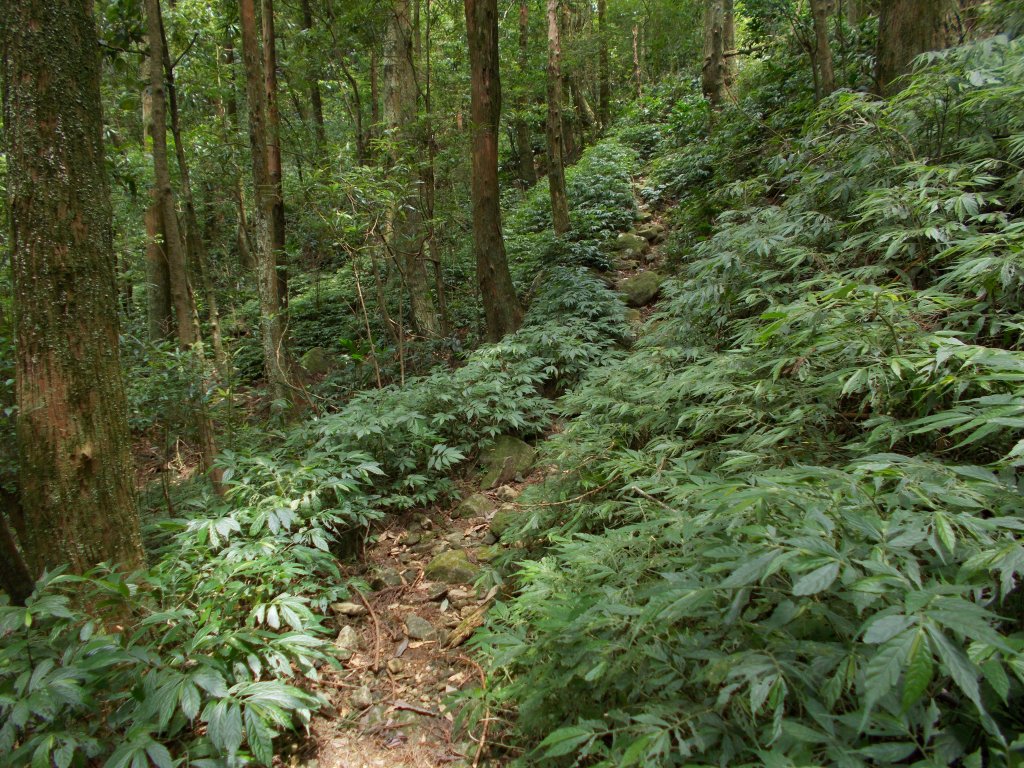 萬里區郊山步道_654896