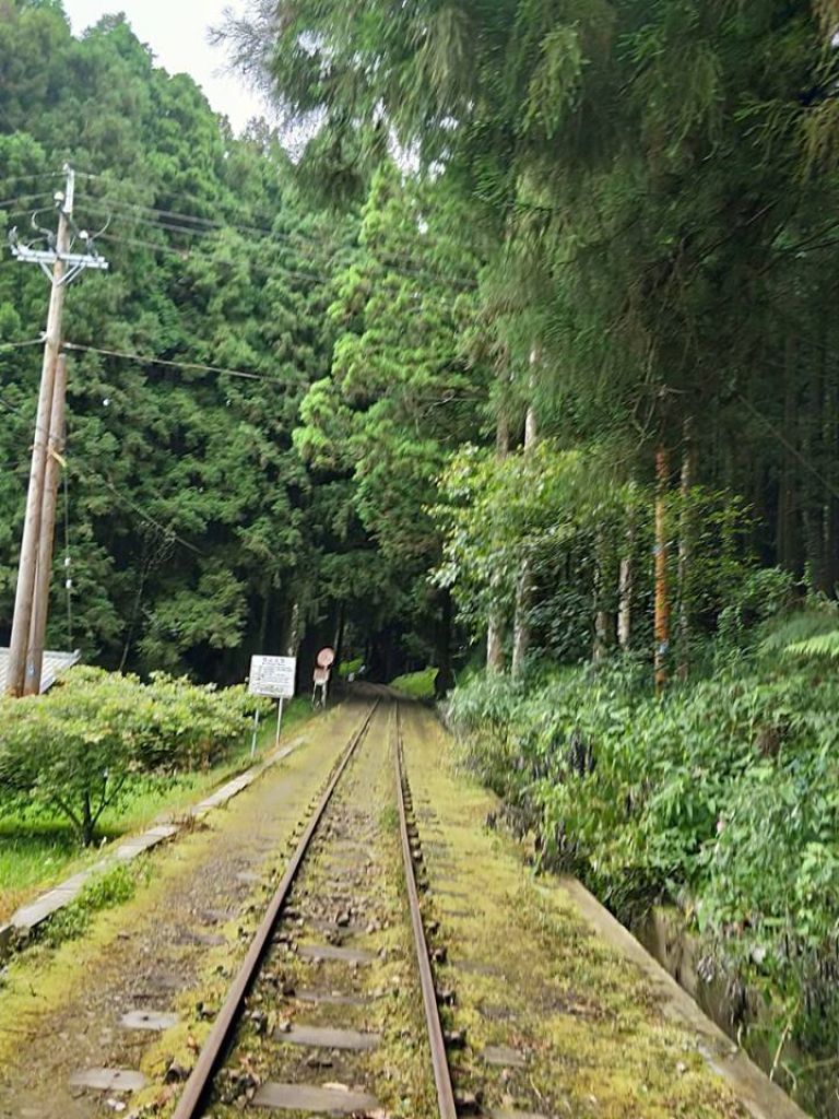 二萬坪山登山步道、二萬坪(黑森林)步道_350011