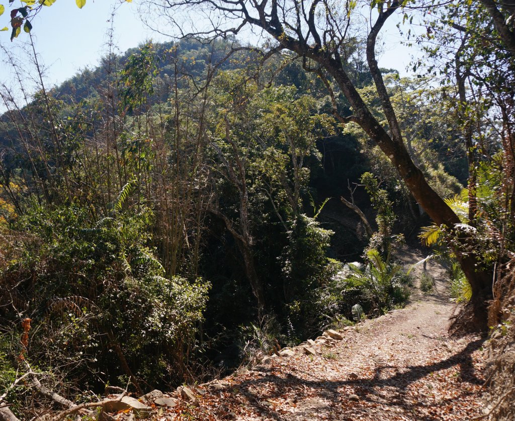 西阿里關山步道封面圖