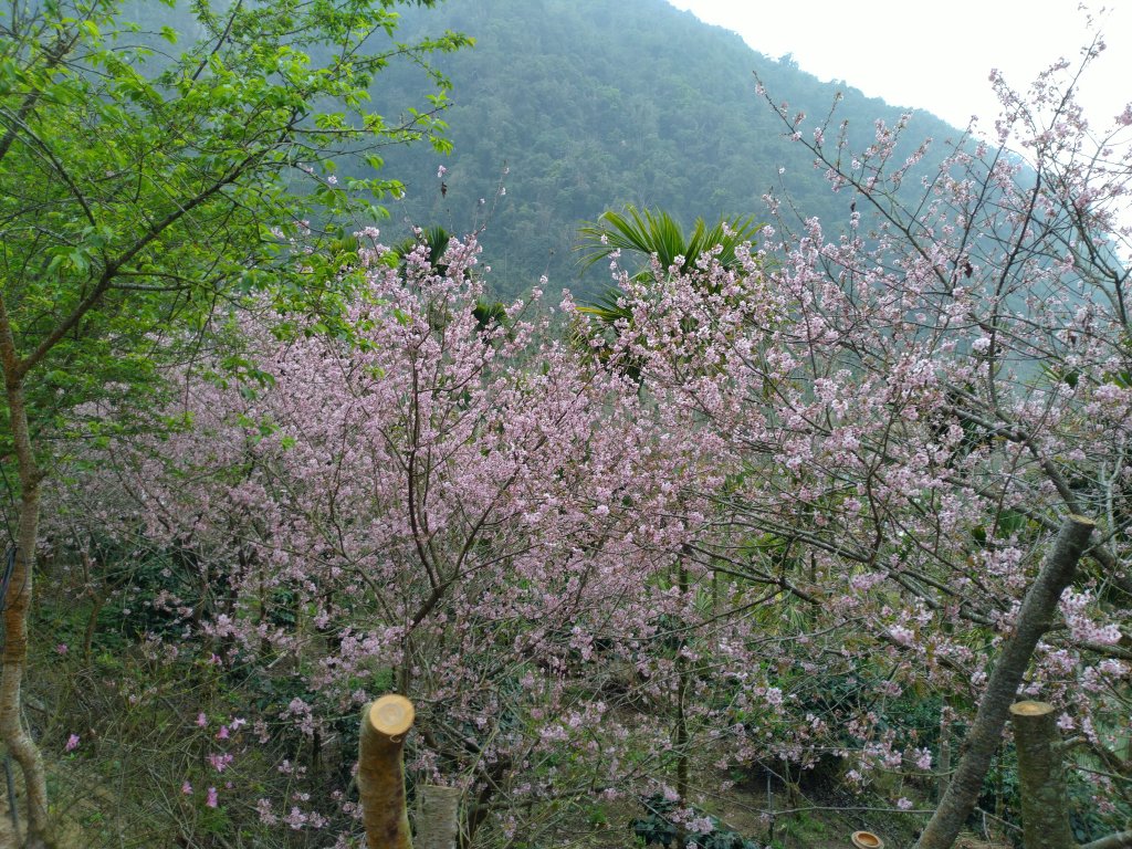 2023-02-26 登嘉南雲峰巧遇草嶺櫻花季封面圖