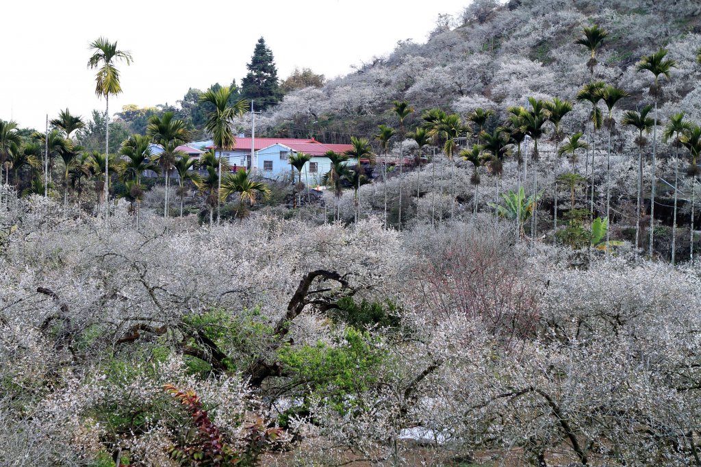 【南投~信義 】  烏松崙賞梅_1254412