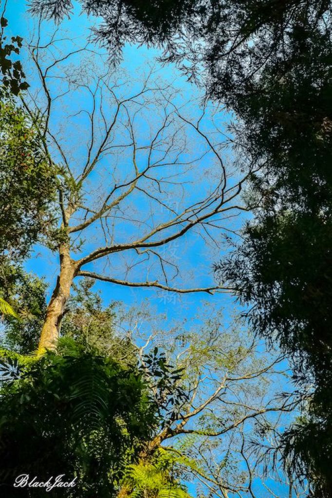 貓囒山自然步道_293529