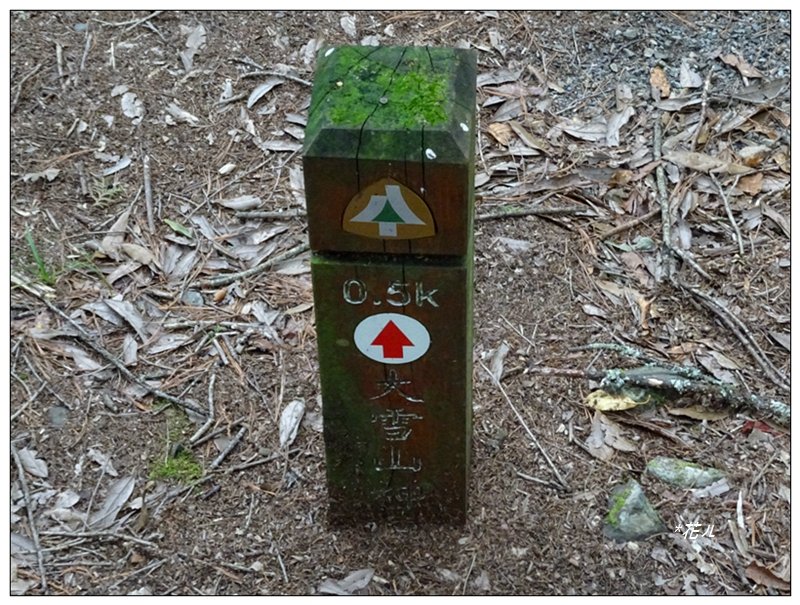 雪山神木步道_1633611