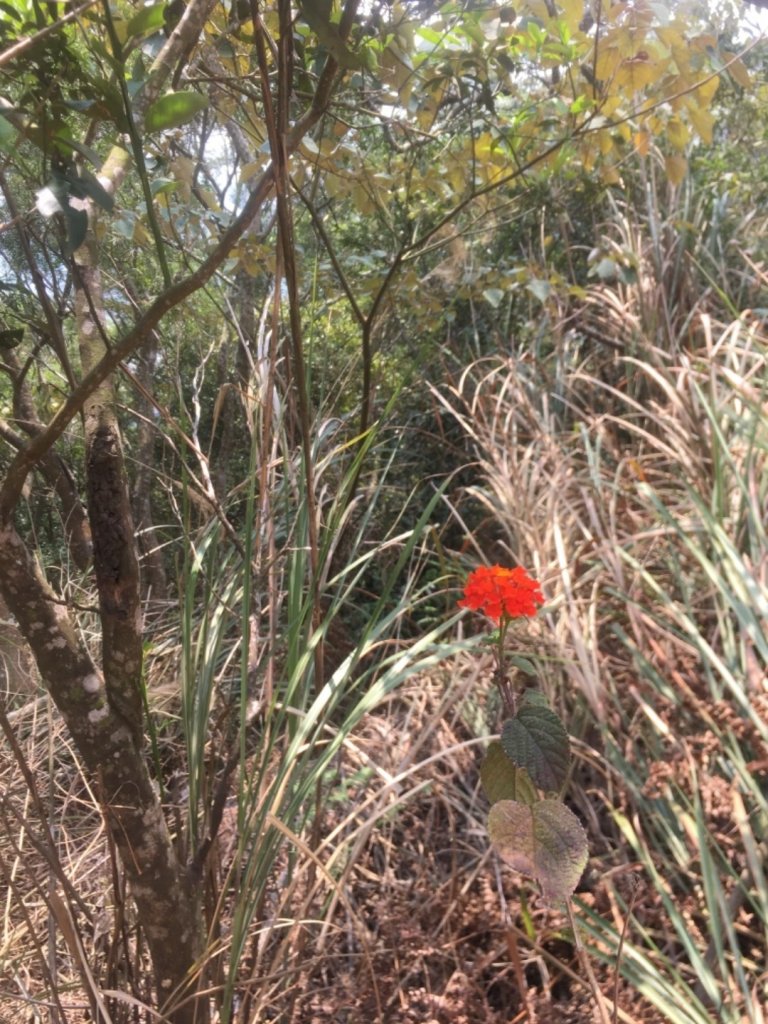 2020.3.27火炎山登山步道完走_905011