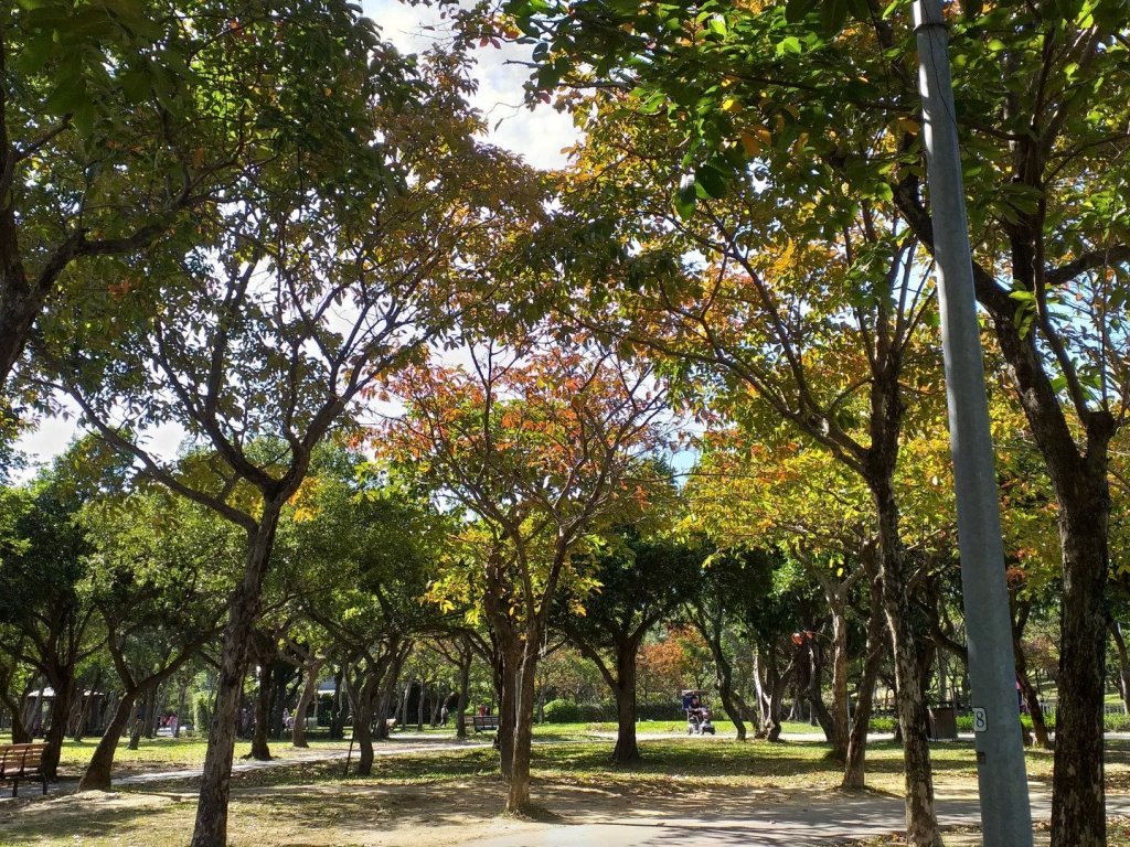 大安森林公園早上_524600