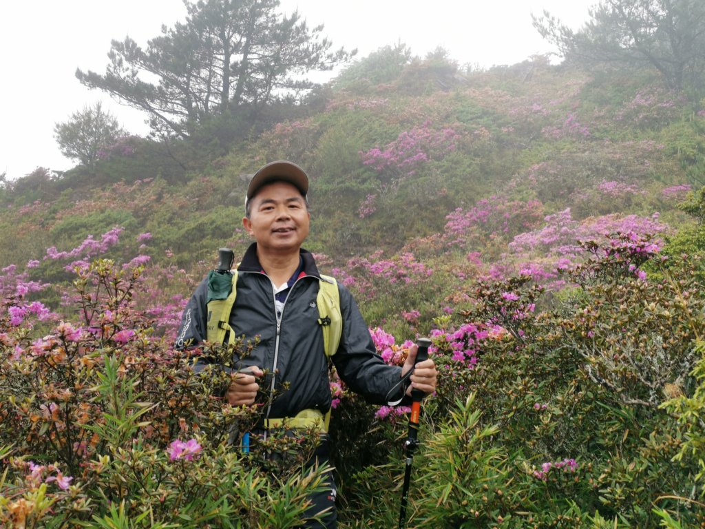 合歡北峰紅毛杜鵑盛開_20240605封面圖