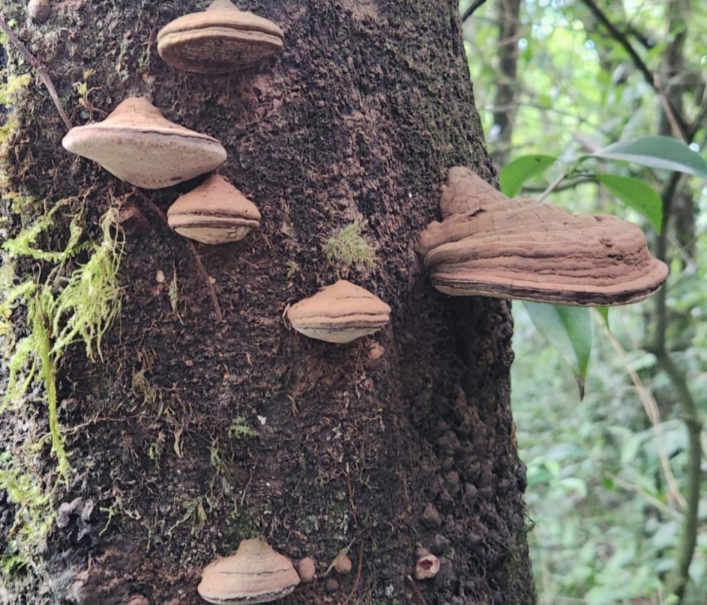 【中級山】拔刀爾山，縱走美鹿山南峰_2743620