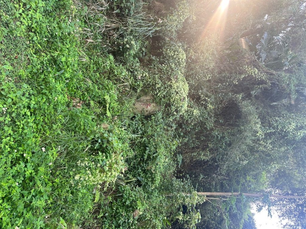 苗栗頭屋-墨硯山步道_2613671