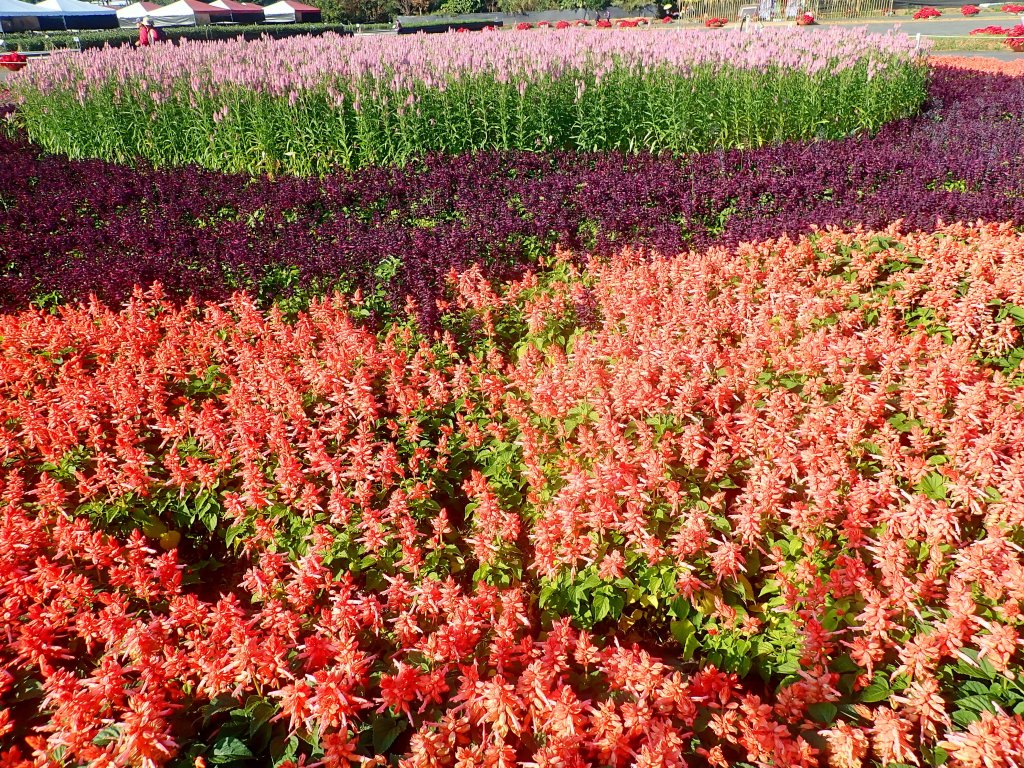 2019新社花海2019/11/12_734675